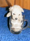 cachorros poodle teacup