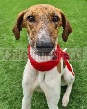Luz aceituno  Anuncios gratis en Santiago |  Eusebio es un hermoso perrito galgo que está en adopción , Hermoso galgo bicolor 