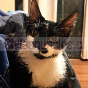 Luz aceituno  Anuncios gratis en Santiago |  Simona - una preciosa tuxedo en adopción, Hermosa gatita en adopción 