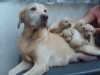 cachorros  labrador retriever en www.chileanuncios.cl. Aviso Gratis enviado por marcelo el 10/11/2009