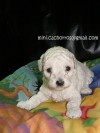 cachorritos poodle toy en www.chileanuncios.cl. Aviso Gratis enviado por mini cachorros el 6/2/2010