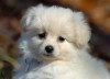 Savannah el Pomeranian en www.chileanuncios.cl. Aviso Gratis enviado por fernando  el 6/2/2010