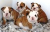 140 � --Lindo AKC Bulldog Ingl�s Cachorros. en www.chileanuncios.cl. Aviso Gratis enviado por cynthia billy el 5/3/2010