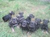 Hermosos Cachorritos