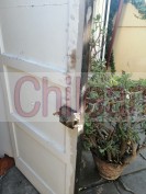 Carpinteros, maestro, carpintería, madera, tabiqueria 