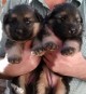 cachorras pastor alemán, nacidas el 21 de marzo del 2015