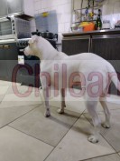 Busca hogar