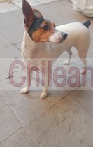 Adopcion