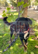 Perrito abandondado tamaño mediano muy cariñoso
