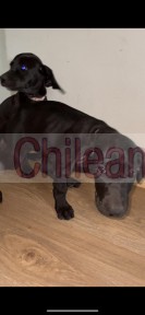 Hermosos cachorros mestizos de weimaraner en adopcion.