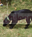 Perritos en adopción