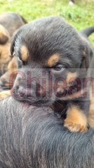 Madre rotweiler y padre golden retriever 