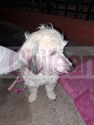 Se necesita familia responsable y que ame a los animales