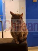 Ofrezco a mi gatita en adopción en santiago centro