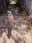  tiene 3 abriles esta castrado tiene chip y vacunas