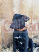 Cachorros muy sociables con personas y otras mascotas en adopción 