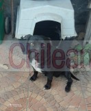 Se regala perrito mestizo