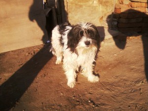 COLO COLO Anuncios gratis en Macul |  Se regala perrito, es un  perrito adorable
