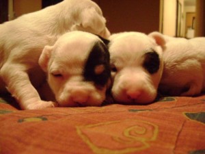 marlene  Anuncios gratis en La Serena |  vendo fox terrier , hermosos fox terrier vendo