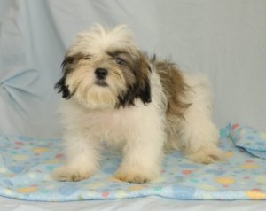 maxy Anuncios gratis en  cute shih tzu for all, dogs