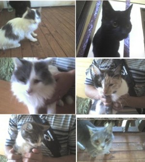 ingrid bonilla Anuncios gratis en Valpara&iacute;so |  se regalan gatitos, lindisimos