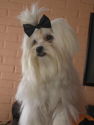 vedettos chile Anuncios gratis en &Ntilde;u&ntilde;oa |  FITO PERRITO MALTES MASCOTA DE VEDETTOSCHILE.CL , MALTES PERRITO MASCOTA DE VEDETTOS CHILE 