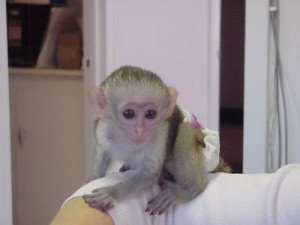 sdf Anuncios gratis en  Cute Baby Capuchin Monkey For Adoption, bf