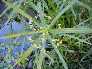 JEANNETTE Anuncios gratis en Santiago |  PAPIRO PLANTITAS VENDO, PLANTAS NUEVAS 
