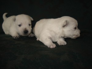 Daniel Le&ograve;n Anuncios gratis en Santiago |  Vendo hermosos cachorros west highland white terrier, Un hermoso regalo para sus hijos