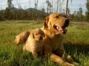 ARIEL Anuncios gratis en La Ligua |  VENDO LABRADORES DORADOS, HERMOSOS CACHORROS DE 2 MESES 
