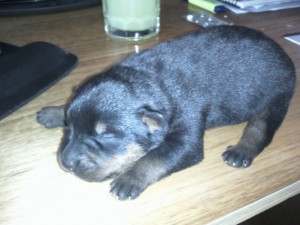 IGNACIO Anuncios gratis en Calera de Tango |  Rottweiler CACHORROS , RESERVA EL TUYO