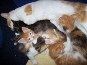 maccarena Anuncios gratis en Santiago |  regalo 3 gatitas y 2gatos y la mama de los gatos, regalo gatitos 