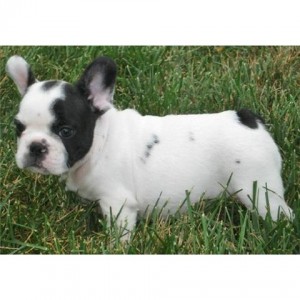 loler Anuncios gratis en Cerro Navia |  cachorros bulldog frances, bulldog 