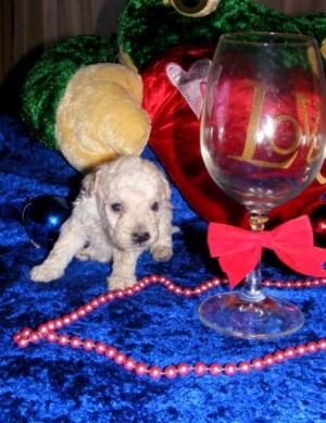 caren Anuncios gratis en La Florida |  reserva tu cachorro POODLE para esta navidad, cargo por envio GRATIS a regiones