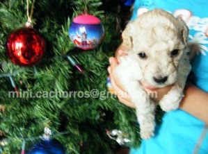 caren Anuncios gratis en La Florida |  cachorros Poodle TEACUP MICROTOY PARA NAVIDAD, cargo por envio GRATIS a regiones