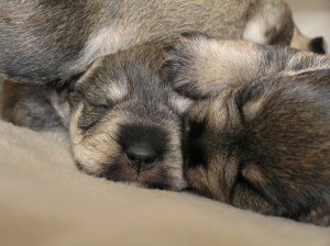 Marisol Anuncios gratis en Las Condes |  Hermosos Cachorros Schnauzer inscritos, Schnauzer miniatura sal y pimienta