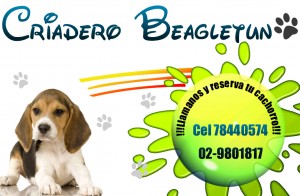 BEAGLES CACHORROS PARA NAVIDAD Anuncios gratis en La Florida |  CRIADERO BEAGLETUN, CACHORRITOS BEAGLES PARA NAVIDAD