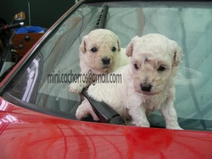  Anuncios gratis en La Florida |  cachorros poodle, envio a regiones
