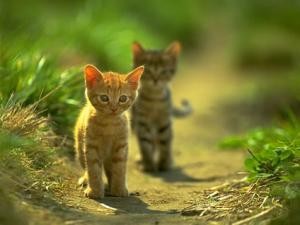 fernando hector maldonado Anuncios gratis en La Florida |  gatos, regalo gatitos