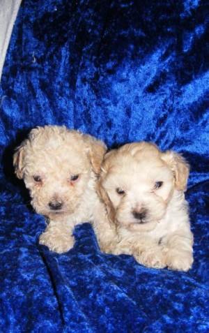  Anuncios gratis en La Florida |  cachorros poodle teacup / microtoy, el cargo por envio a regiones es gratis