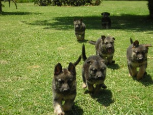 constanza m Anuncios gratis en Calera de Tango |  vendo hemosos cachorros pastor aleman, tengo hembras y machos