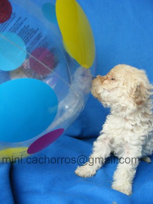 mini cachorros Anuncios gratis en La Cisterna |  cachorros poodle teacup microtoy, envio a regiones