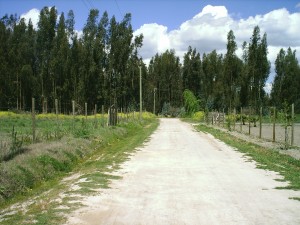 Bosque Santa Cecilia Anuncios gratis en Melipilla |  Vendo Parcelas de agrado urbanizadas sector de  Melipilla , sector priviligiado con praderas verdes