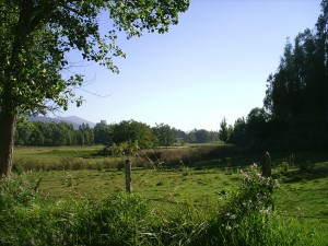 Bosque Santa Cecilia Anuncios gratis en Melipilla |  Vendo Parcelas de agrado urbanizadas sector de  Melipilla ,  sector privilegiado con praderas verdes y alta plusval&iacute;a.