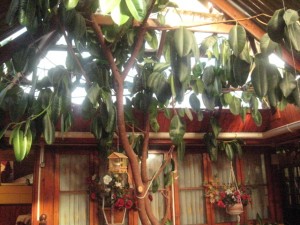 Hotel Gomero Anuncios gratis en Santa Cruz |  Hotel Gomero, La diferencia en hoteles