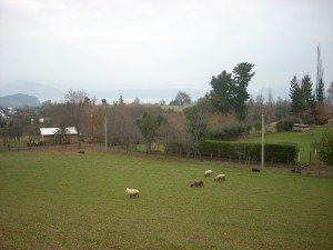 Daniel Anuncios gratis en Lican-Ray |  2 Sitios Lican Ray, 1.030 m� c/u.