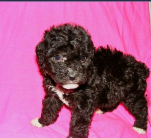 mini cachorros Anuncios gratis en La Florida |  POODLE TOY NEGRO, envio a regiones