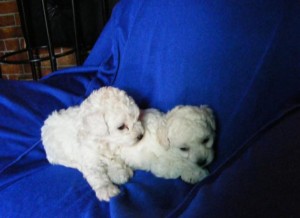 mini cachorros Anuncios gratis en La Florida |  cachorros poodle teacup, envio a regiones