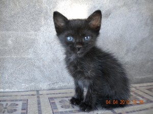 CLAUDIA GUAJARDO Anuncios gratis en La Pintana |  SE REGALA GATITO NEGRO DE OJITOS CELESTES PLOMIZOS, URGENTE!!!