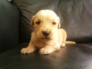 Ximena A. Anuncios gratis en Pudahuel |  CACHORROS GOLDEN RETRIEVER, $ 75.000.-